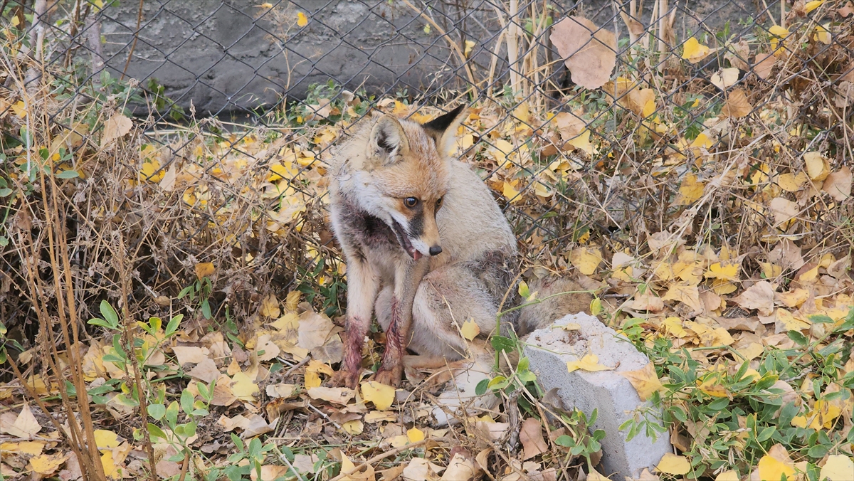 A A 20251120 39762076 39762072 A M A S Y A D A Y A R A L I H A L D E O K U L B A H C E S I N E S I G I N A N T I L K I K O R U M A A L T I N A A L I N D I