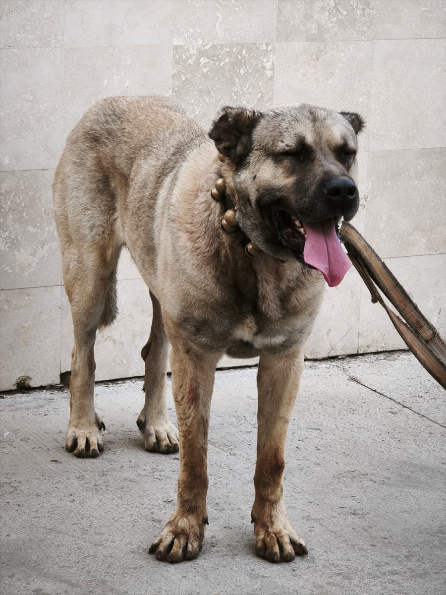 A A 20251122 39776499 39776495 A F Y O N K A R A H I S A R D A K O P E K D O V U S T U R E N 12 S U P H E L I Y A K A L A N D I