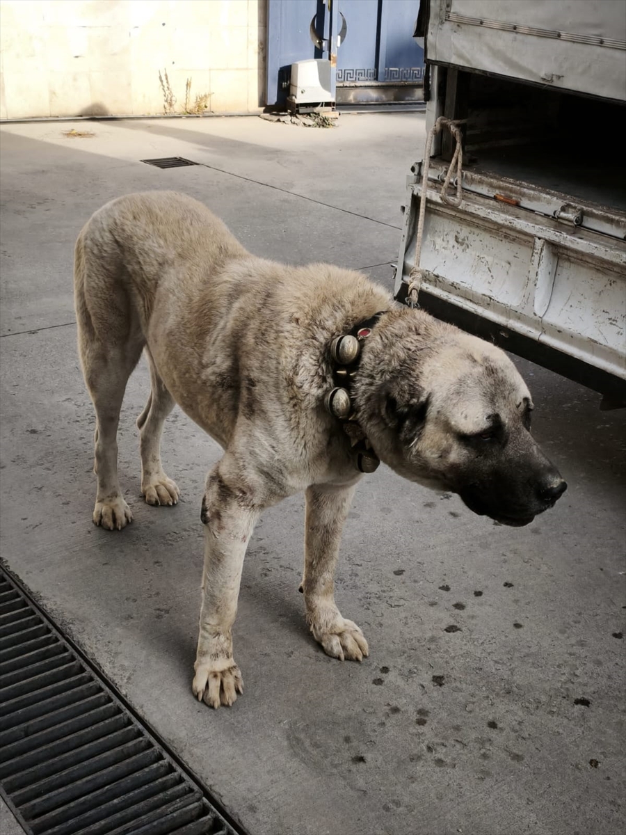 A A 20251122 39776499 39776496 A F Y O N K A R A H I S A R D A K O P E K D O V U S T U R E N 12 S U P H E L I Y A K A L A N D I