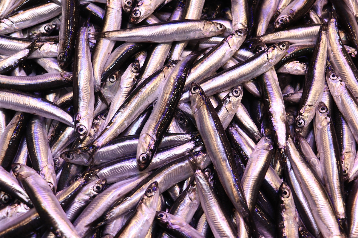 A A 20251130 39851555 39851553 T R A B Z O N D A H A M S I N I N K I L O G R A M I 100 L I R A Y A Y U K S E L D I