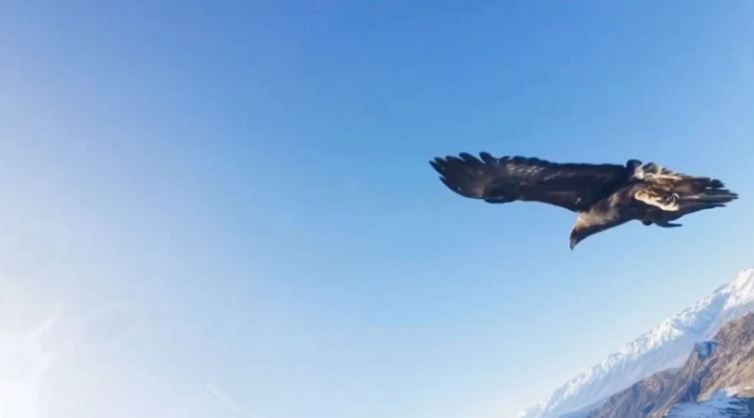 Avladığı drone ile selfie çeken dev kartal, sosyal medyayı salladı