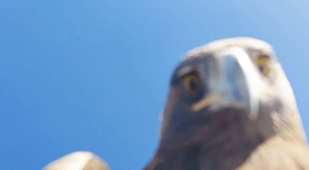 Avladığı drone ile selfie çeken dev kartal, sosyal medyayı salladı