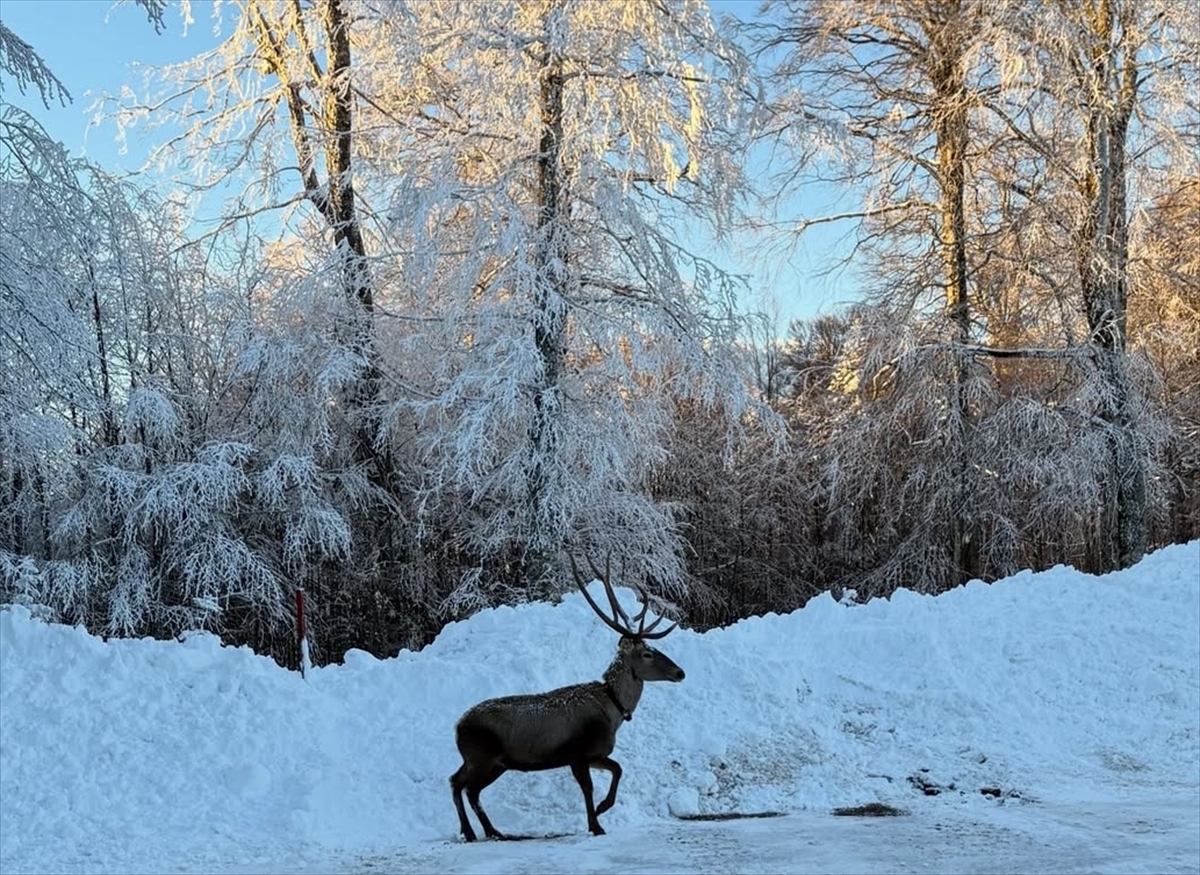 A A 20251230 40110976 40110974 K O C A E L I D E K A R L A K A P L A N A N Y A Y L A D A G E Z E N K I Z I L G E Y I K G O R U N T U L E N D I