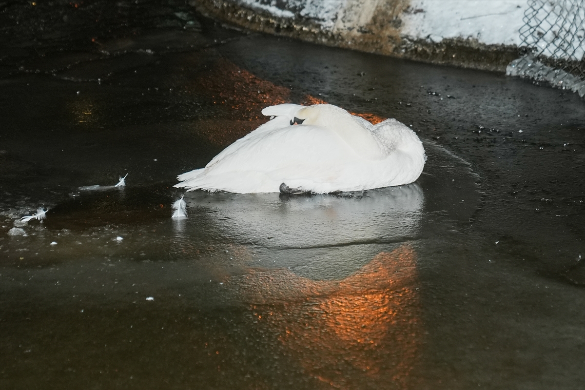 A A 20260102 40139190 40139189 B A S K E N T I N S I M G E L E R I N D E N K U G U L U P A R K T A K I H A V U Z U N Y U Z E Y I B U Z T U T T U