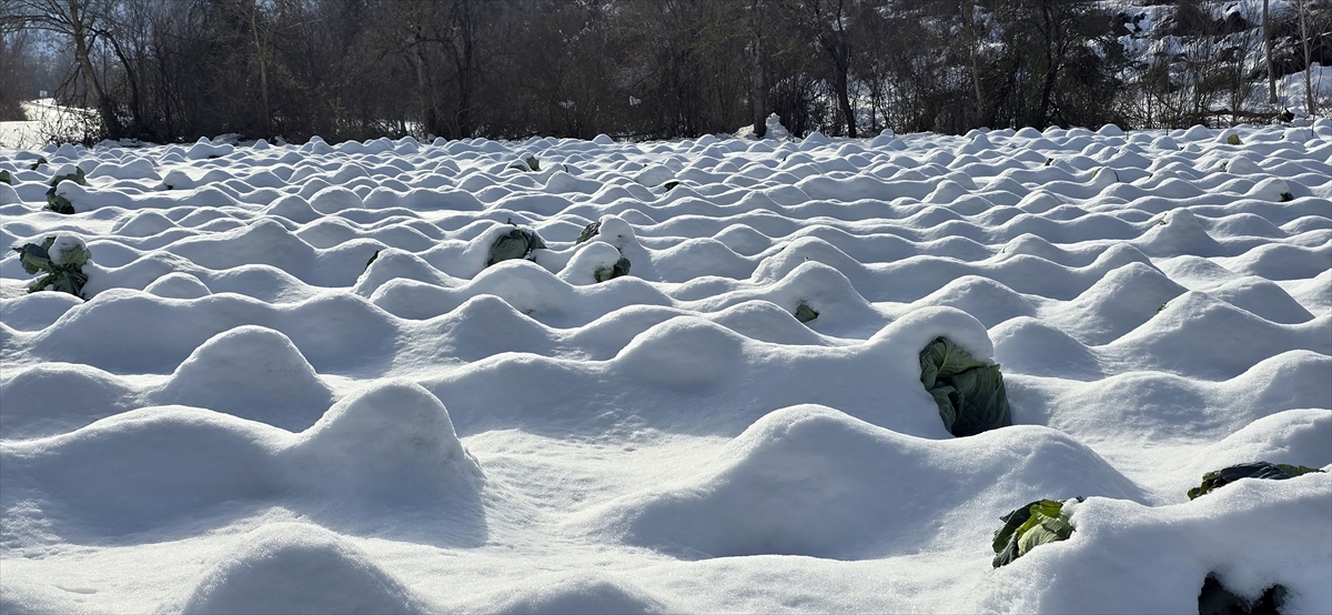 A A 20260107 40186426 40186417 E S K I P A Z A R L A H A N A S I N D A 1250 T O N R E K O L T E B E K L E N I Y O R