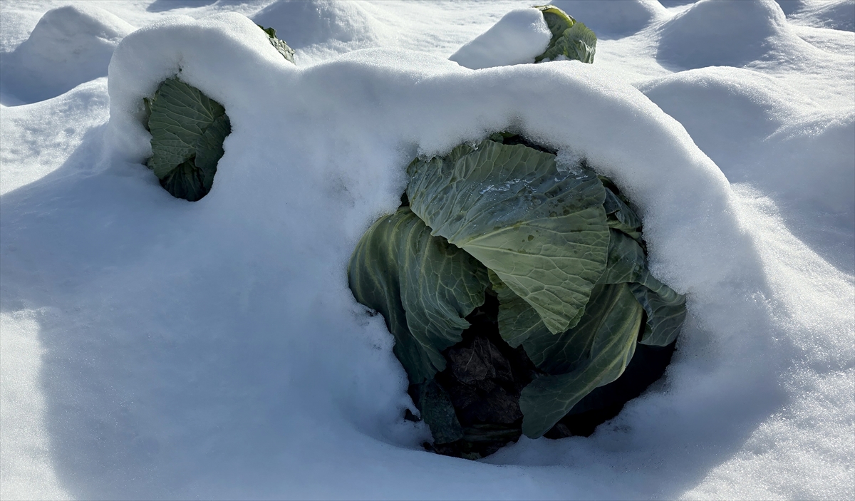 A A 20260107 40186426 40186419 E S K I P A Z A R L A H A N A S I N D A 1250 T O N R E K O L T E B E K L E N I Y O R