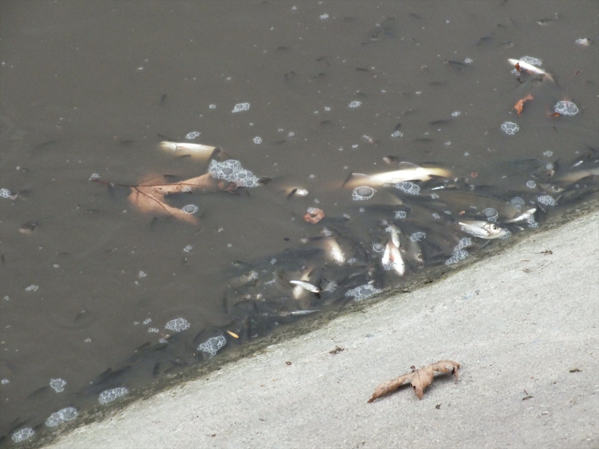 A A 20260109 40209433 40209424 T O K A T T A Y E S I L I R M A K T A C O K S A Y I D A B A L I K K I Y I Y A V U R D U