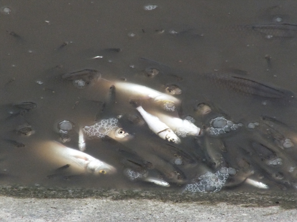 A A 20260109 40209433 40209425 T O K A T T A Y E S I L I R M A K T A C O K S A Y I D A B A L I K K I Y I Y A V U R D U