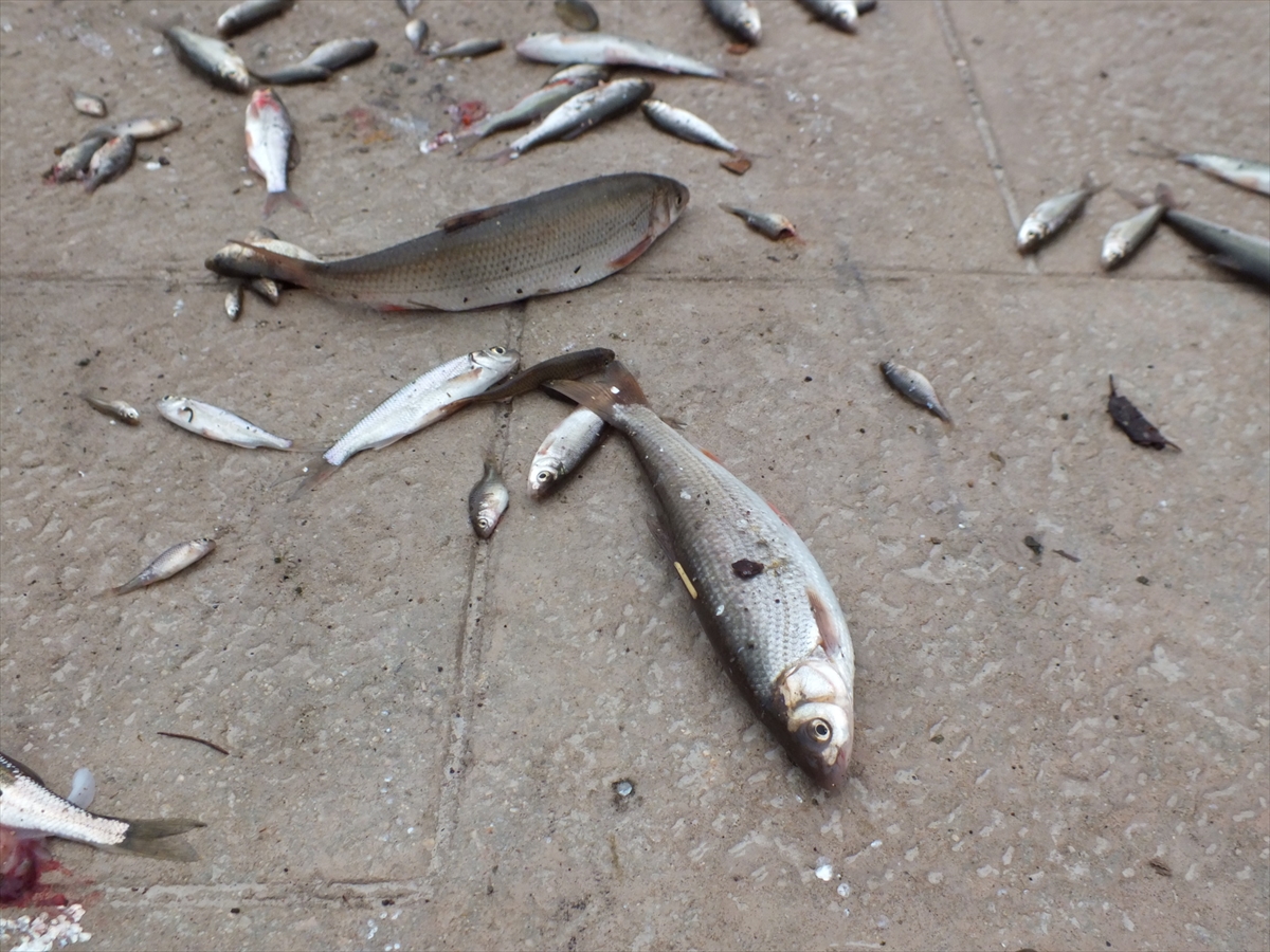 A A 20260109 40209433 40209426 T O K A T T A Y E S I L I R M A K T A C O K S A Y I D A B A L I K K I Y I Y A V U R D U