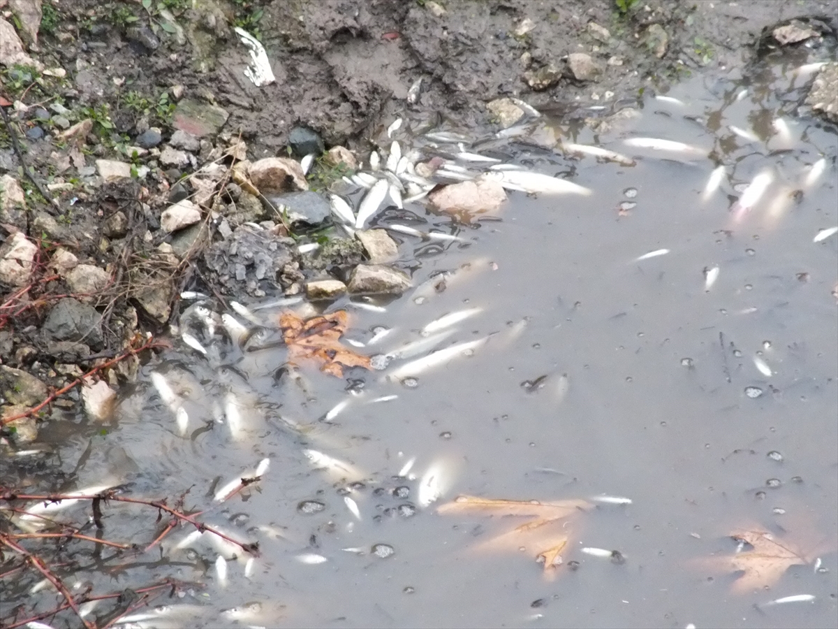 A A 20260109 40209433 40209430 T O K A T T A Y E S I L I R M A K T A C O K S A Y I D A B A L I K K I Y I Y A V U R D U