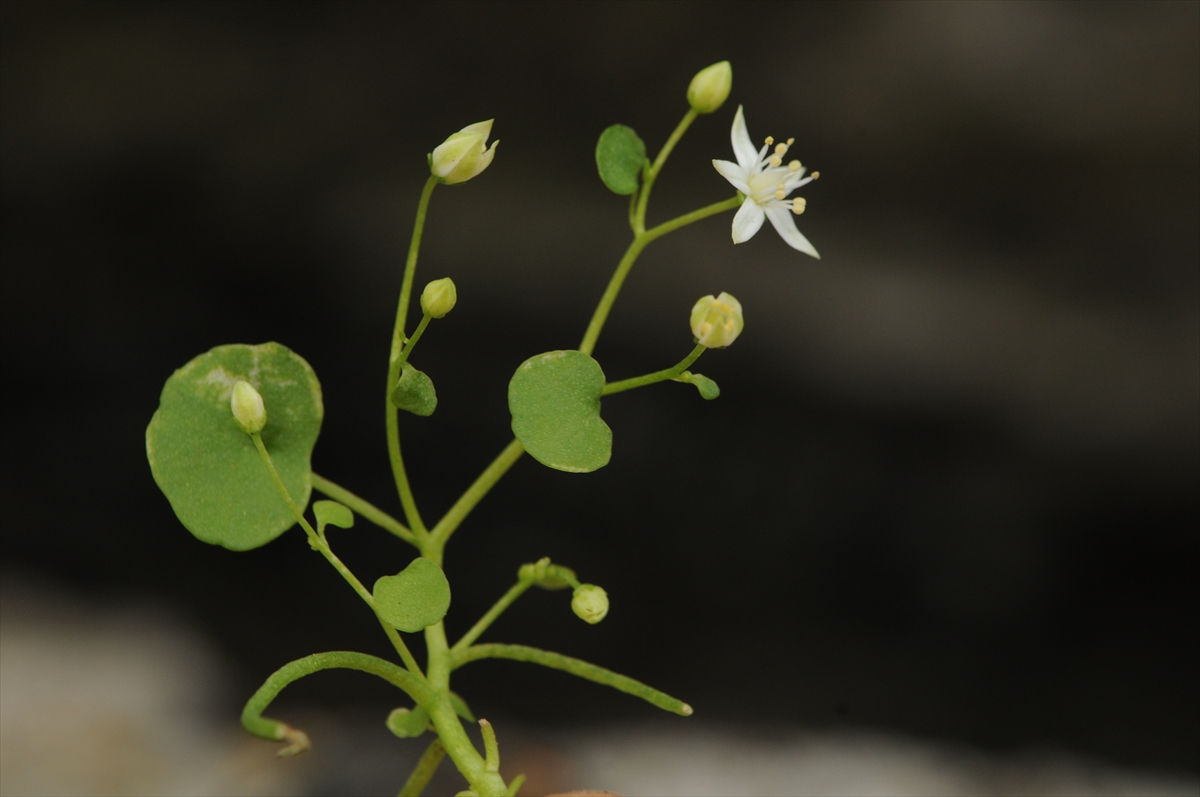 A A 20260110 40217024 40217011 I Z M I R D E E N D E M I K B I T K I T U R U K E S F E D I L D I