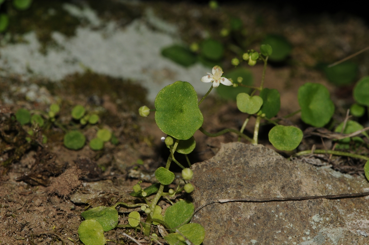 A A 20260110 40217024 40217022 I Z M I R D E E N D E M I K B I T K I T U R U K E S F E D I L D I