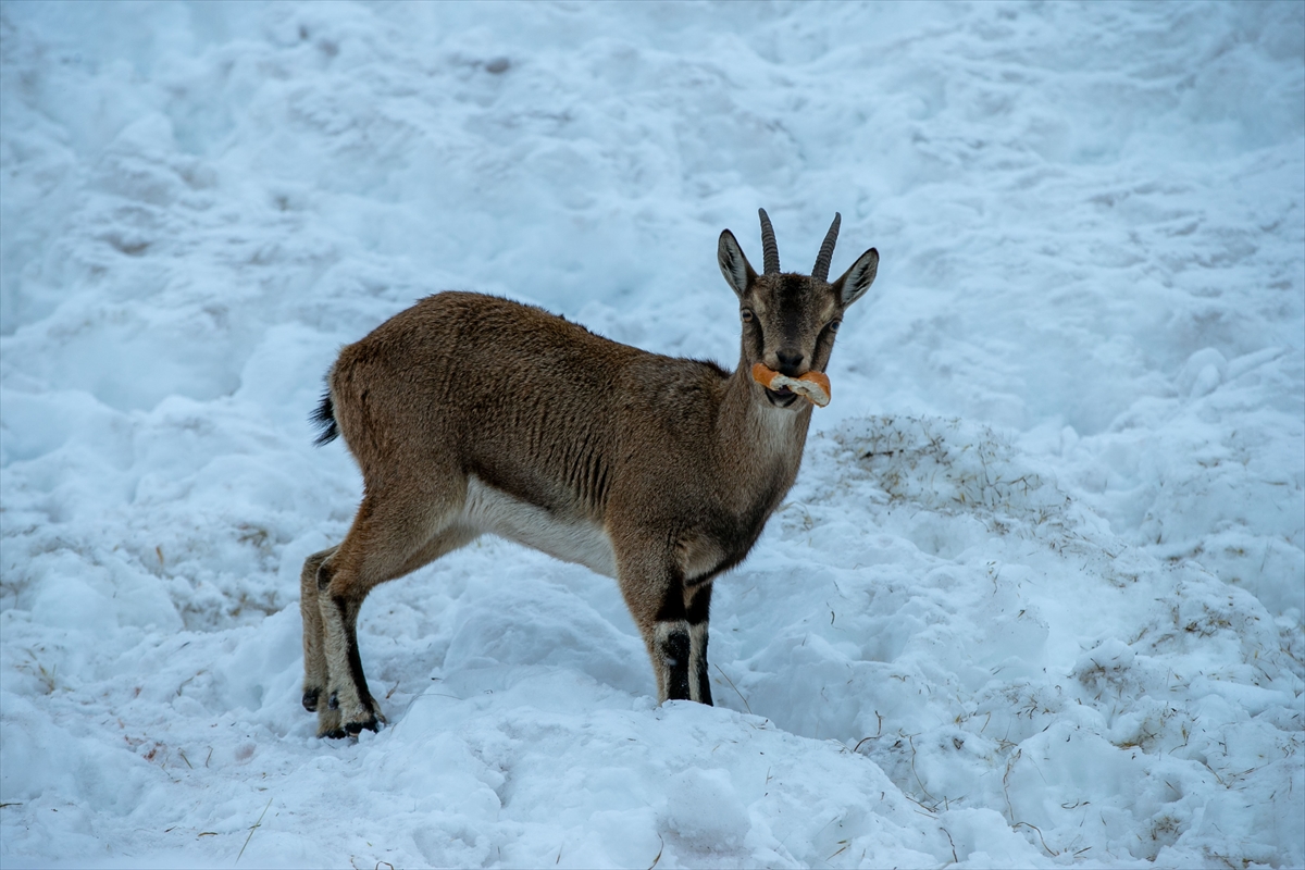 A A 20260119 40297429 40297409 A D I Y A M A N D A D A G K E C I L E R I I C I N Y E M B I R A K I L D I