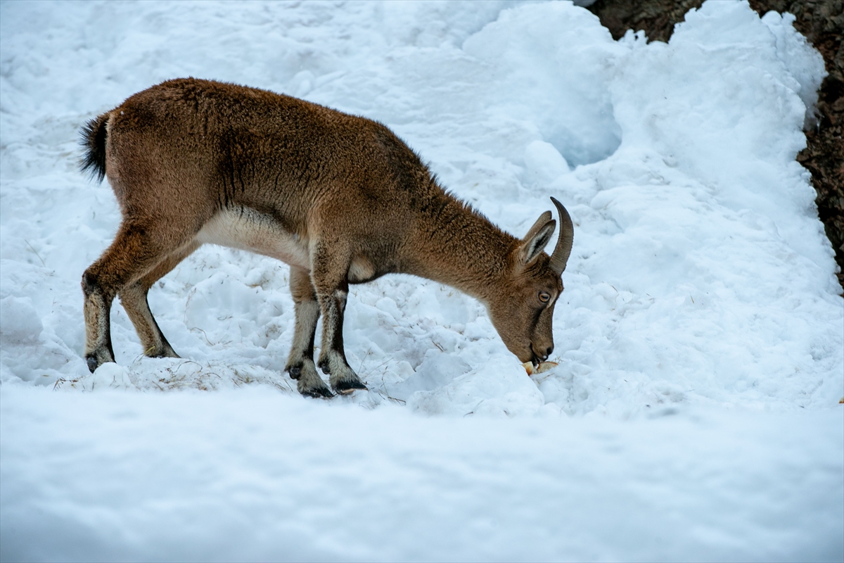 A A 20260119 40297429 40297410 A D I Y A M A N D A D A G K E C I L E R I I C I N Y E M B I R A K I L D I