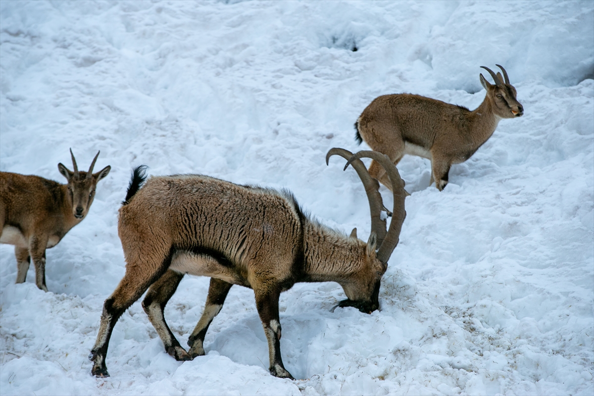 A A 20260119 40297429 40297411 A D I Y A M A N D A D A G K E C I L E R I I C I N Y E M B I R A K I L D I