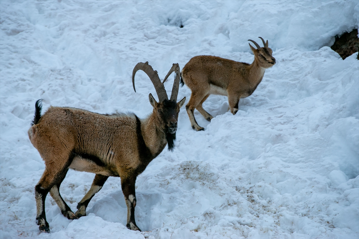 A A 20260119 40297429 40297412 A D I Y A M A N D A D A G K E C I L E R I I C I N Y E M B I R A K I L D I