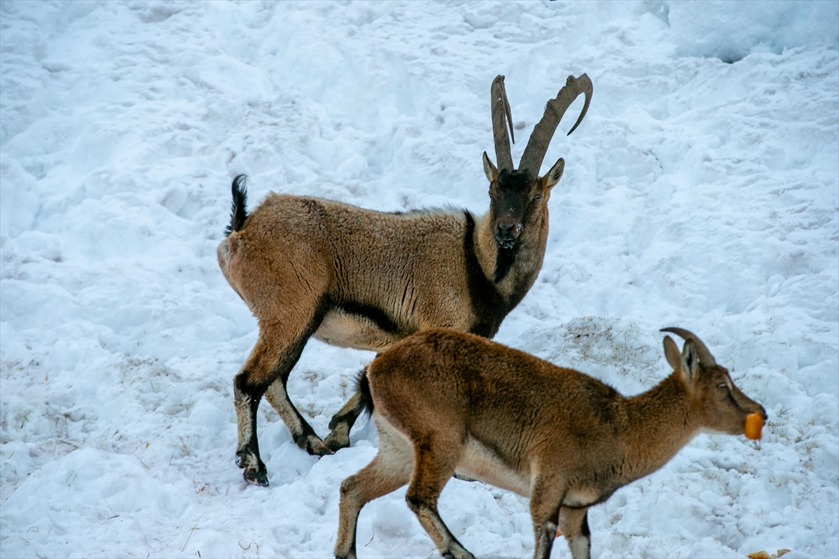 A A 20260119 40297429 40297413 A D I Y A M A N D A D A G K E C I L E R I I C I N Y E M B I R A K I L D I