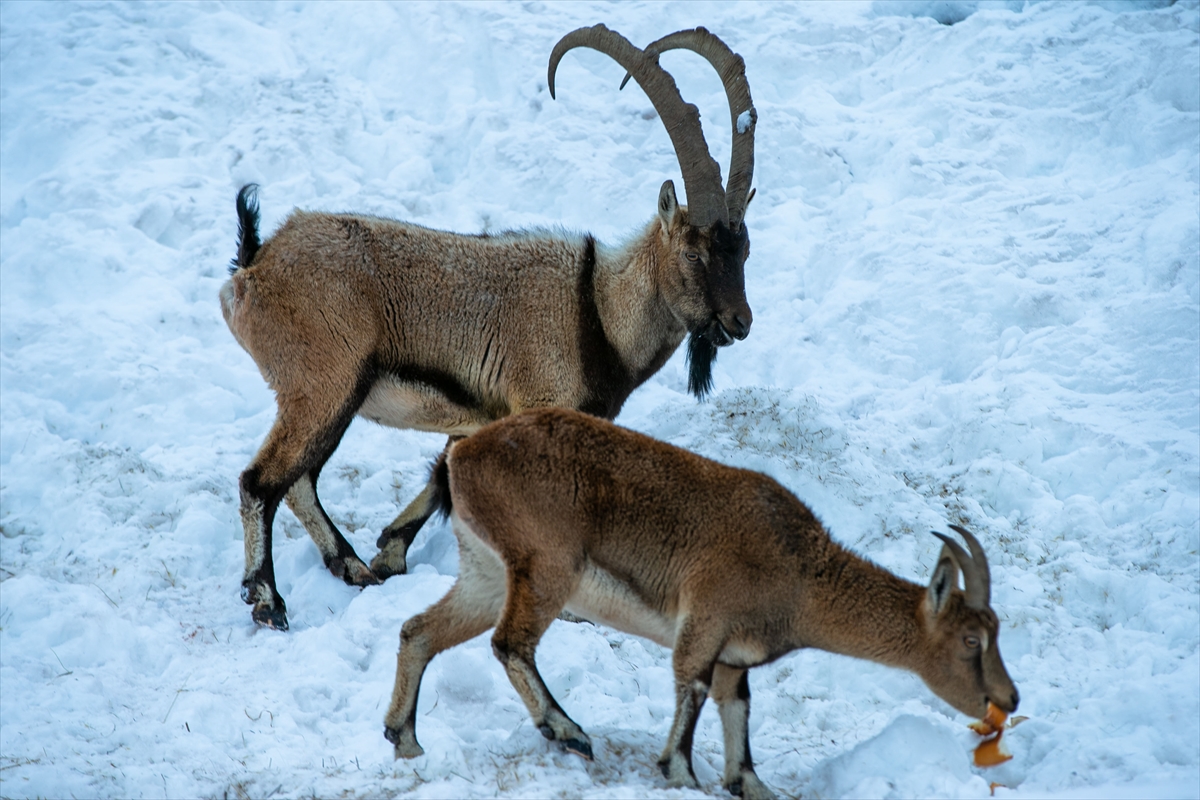 A A 20260119 40297429 40297414 A D I Y A M A N D A D A G K E C I L E R I I C I N Y E M B I R A K I L D I