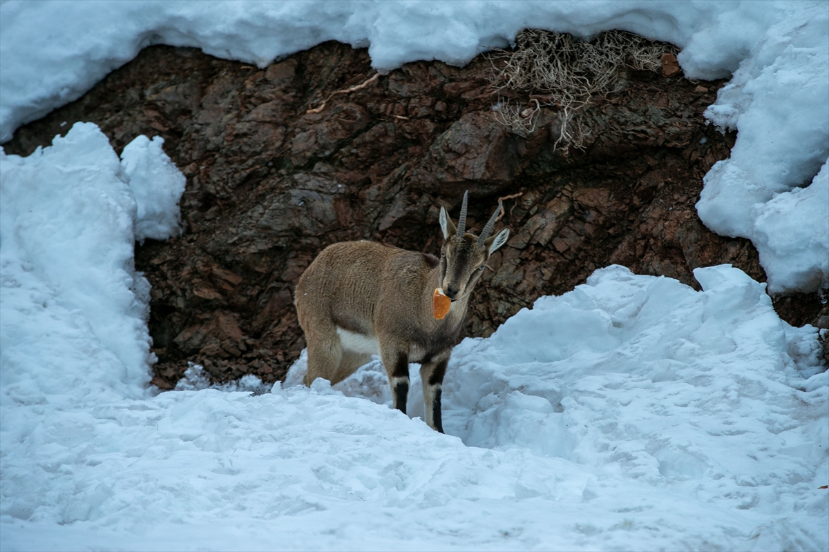 A A 20260119 40297429 40297415 A D I Y A M A N D A D A G K E C I L E R I I C I N Y E M B I R A K I L D I