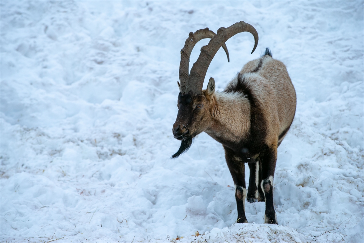 A A 20260119 40297429 40297416 A D I Y A M A N D A D A G K E C I L E R I I C I N Y E M B I R A K I L D I