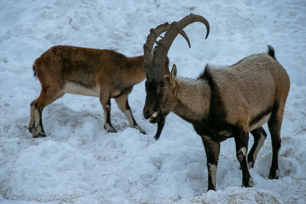 A A 20260119 40297429 40297417 A D I Y A M A N D A D A G K E C I L E R I I C I N Y E M B I R A K I L D I