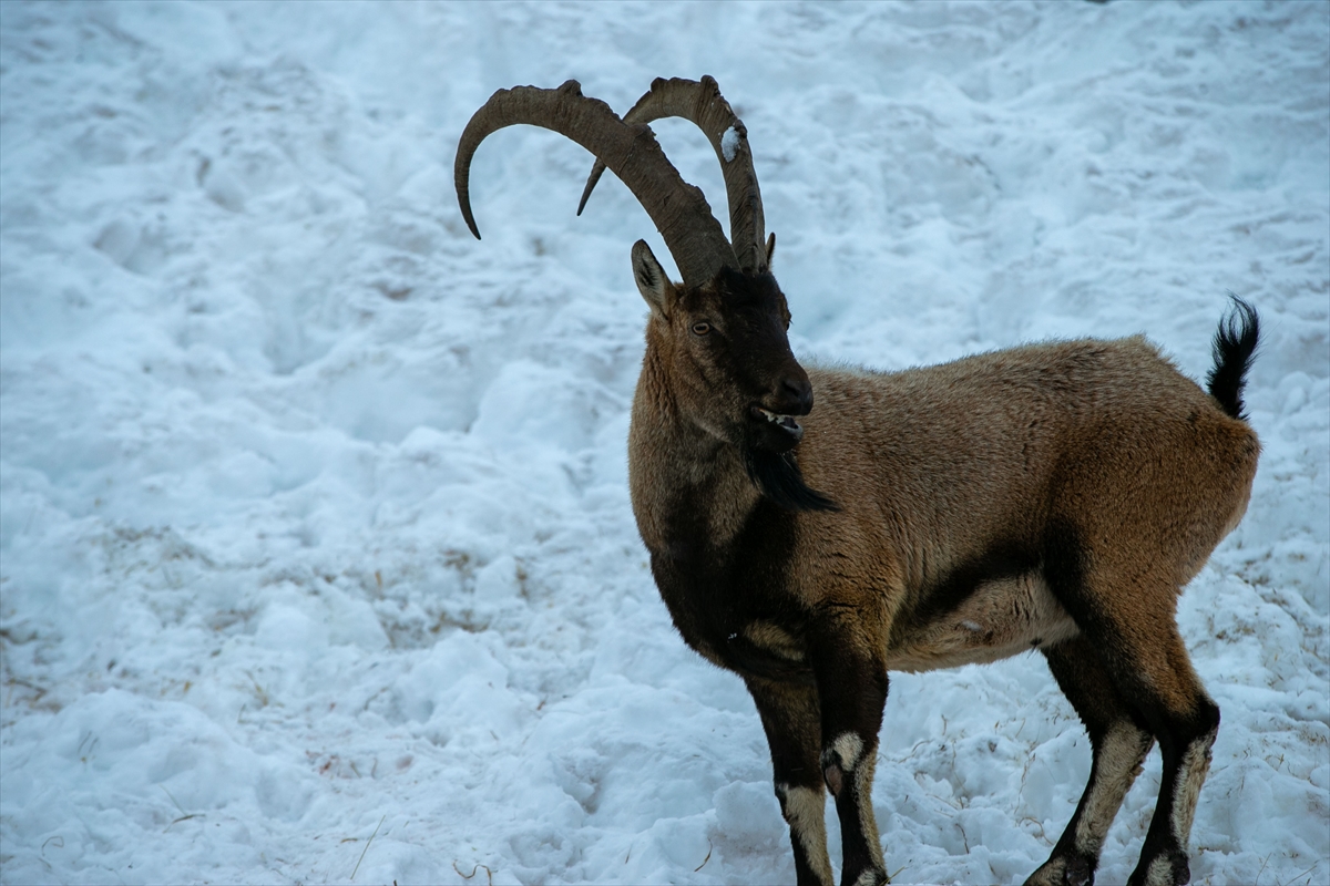 A A 20260119 40297429 40297418 A D I Y A M A N D A D A G K E C I L E R I I C I N Y E M B I R A K I L D I