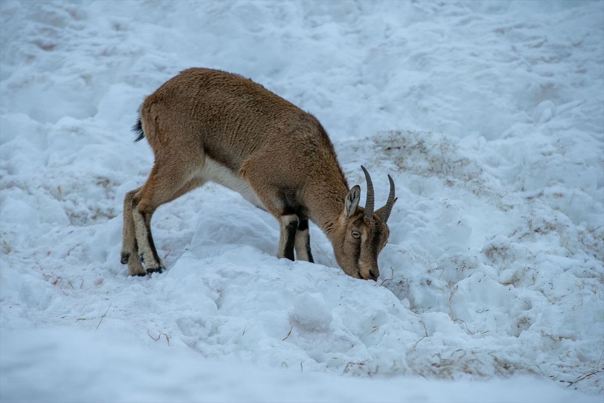 A A 20260119 40297429 40297419 A D I Y A M A N D A D A G K E C I L E R I I C I N Y E M B I R A K I L D I