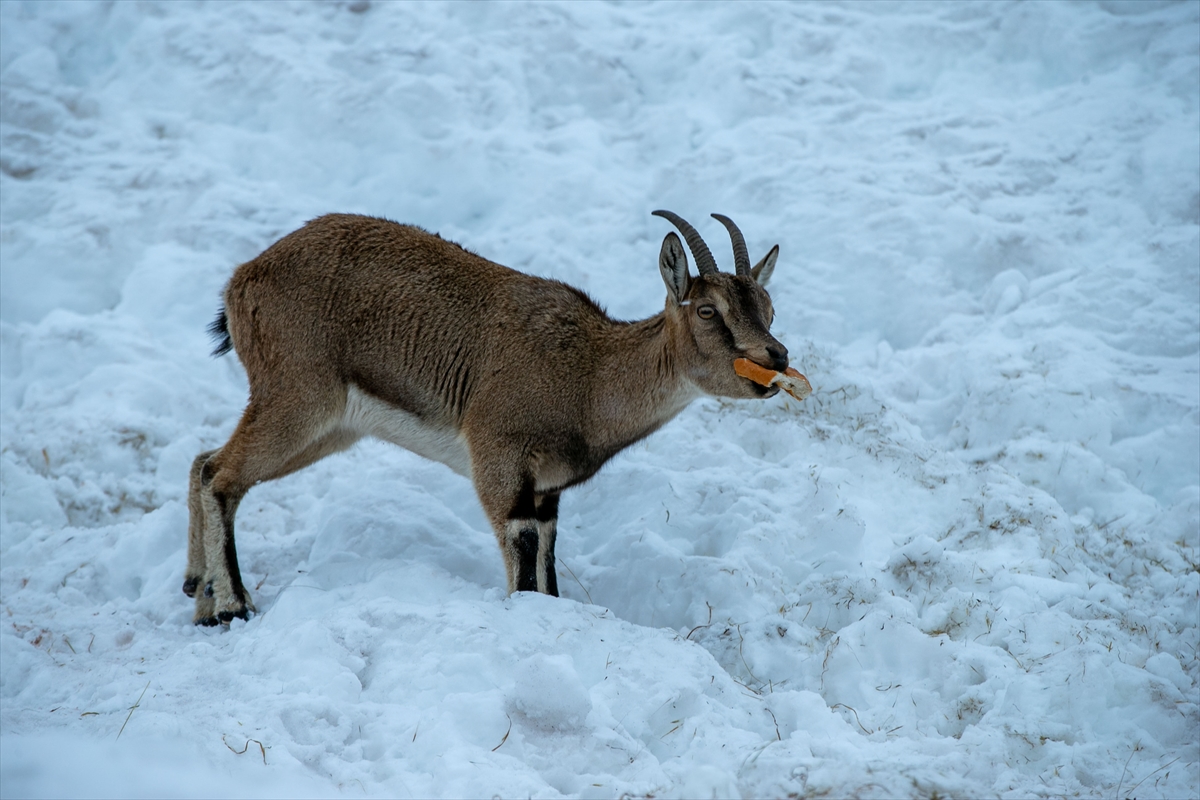 A A 20260119 40297429 40297420 A D I Y A M A N D A D A G K E C I L E R I I C I N Y E M B I R A K I L D I