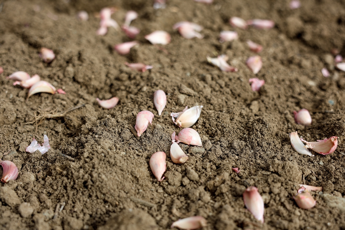 A A 20260128 40392491 40392483 K A S T A M O N U D A A V R U P A C O G R A F I I S A R E T L I T A S K O P R U S A R I M S A G I N I N D I K I M I N E B A S L A N D I