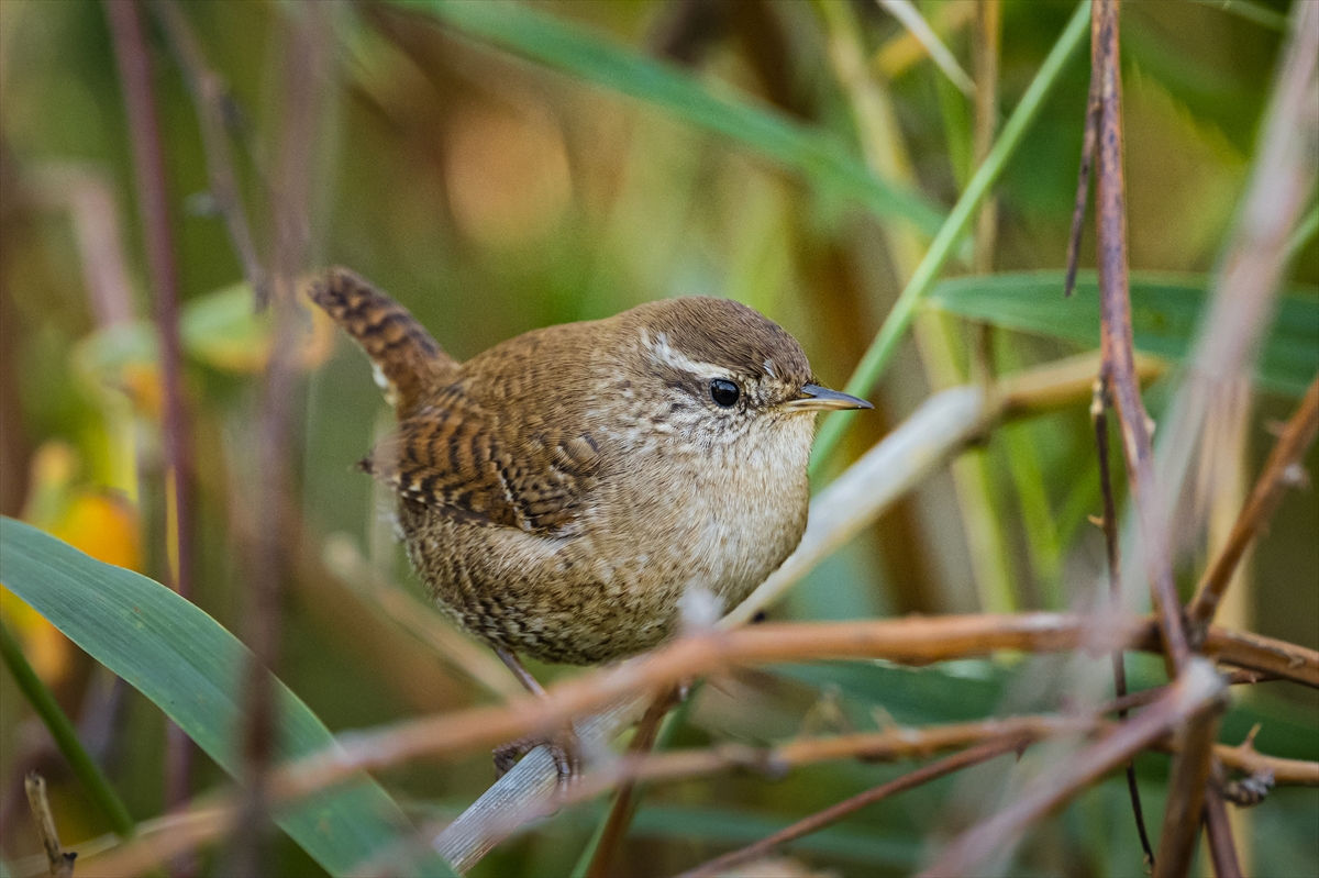 Çit Kuşları Yazları Yukarıda Kışları Aşağıda (11)