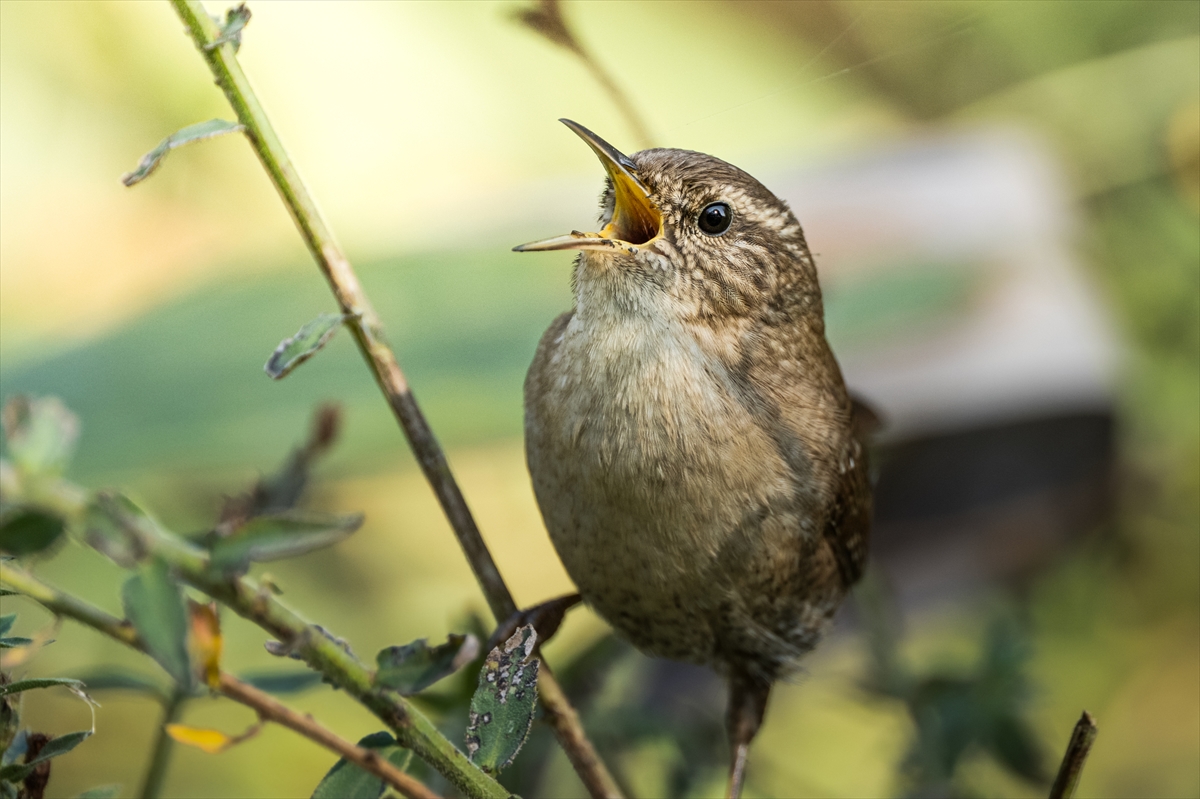 Çit Kuşları Yazları Yukarıda Kışları Aşağıda (3)