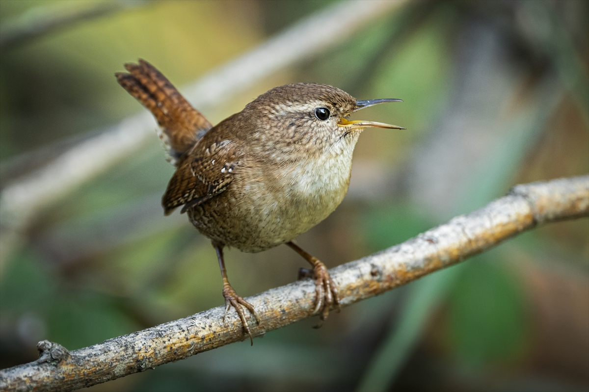 Çit Kuşları Yazları Yukarıda Kışları Aşağıda (4)