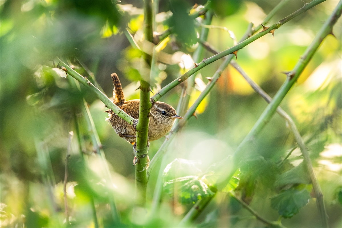 Çit Kuşları Yazları Yukarıda Kışları Aşağıda (6)
