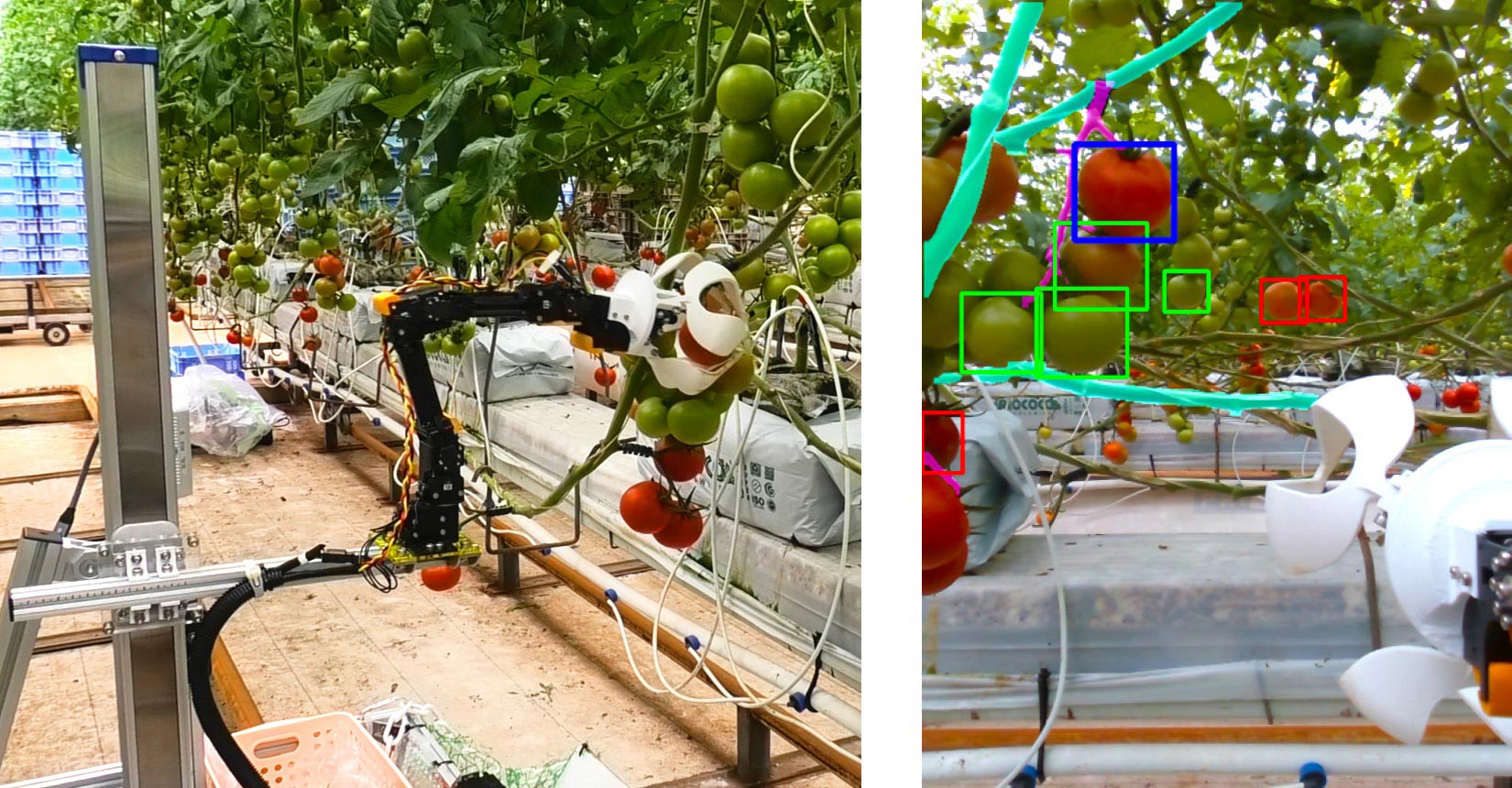 Robot Vision Distinguishes Ripe And Unripe Tomatoes