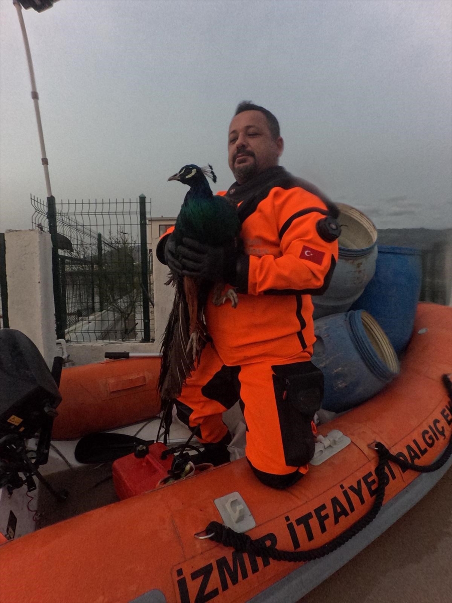 A A 20260215 40561826 40561823 I Z M I R D E S U B A S A N C I F T L I K T E K I H A Y V A N L A R I T F A I Y E E K I P L E R I N C E K U R T A R I L D I