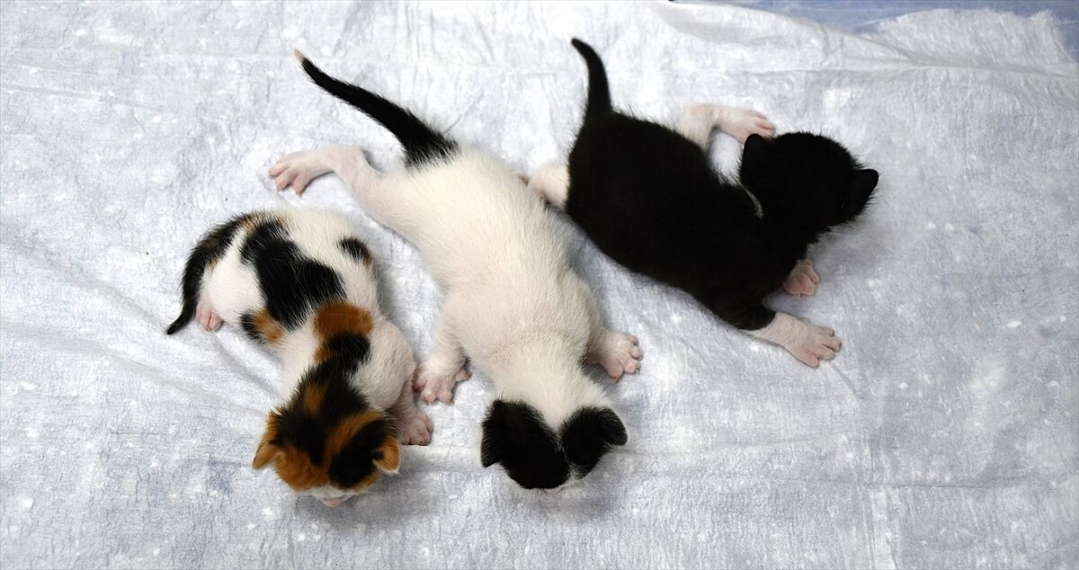 A A 20260227 40679495 40679492 D O G U M Y A P M A K T A Z O R L A N A N K E D I Y A V R U L A R I N A S E Z A R Y E N L E K A V U S T U