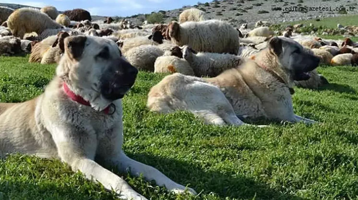 Evde Köpek Beslemek Günah Mıdır Köpek Beslenen Evde Namaz Kılınabilir Mi3
