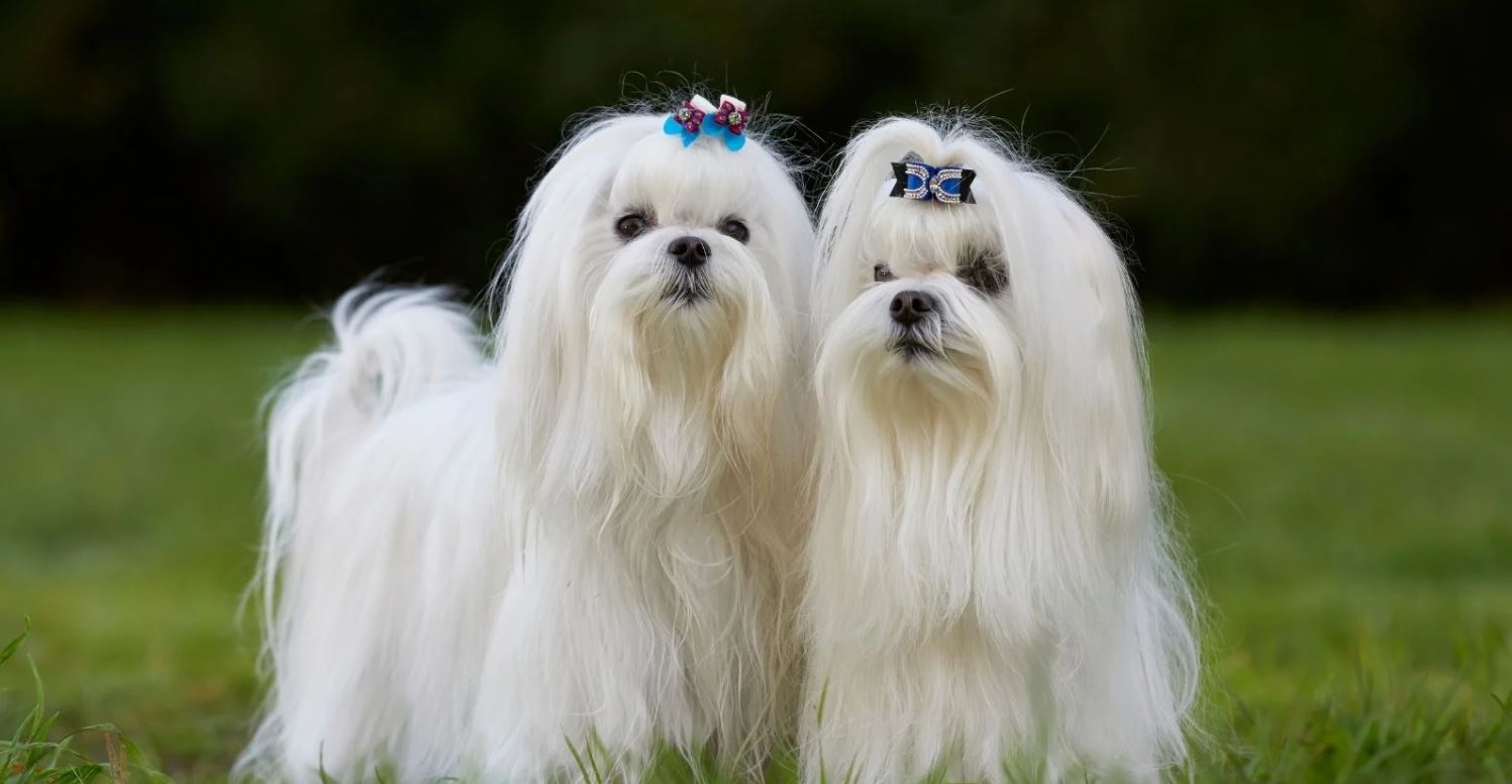 Evde Köpek Beslemek Günah Mıdır Köpek Beslenen Evde Namaz Kılınabilir Mi6