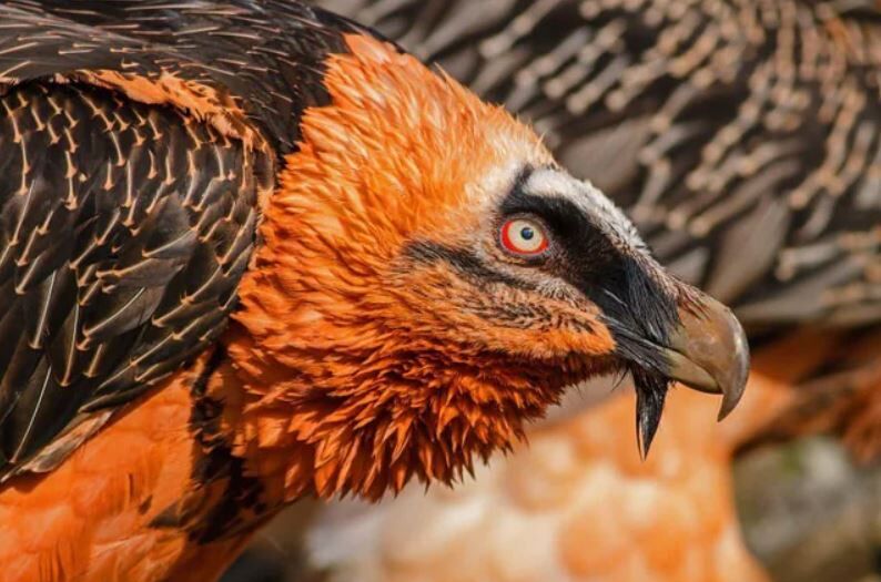 Sakallı akbaba, Artvin'de doğaya salındı