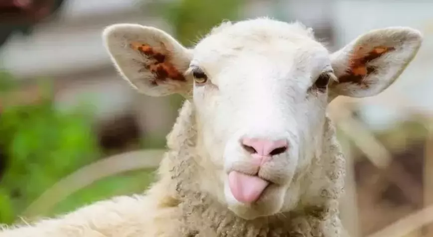 Kurbanlık Pazarları Hareketlendi: 2026 Yılı İlk Fiyatları Netleşiyor