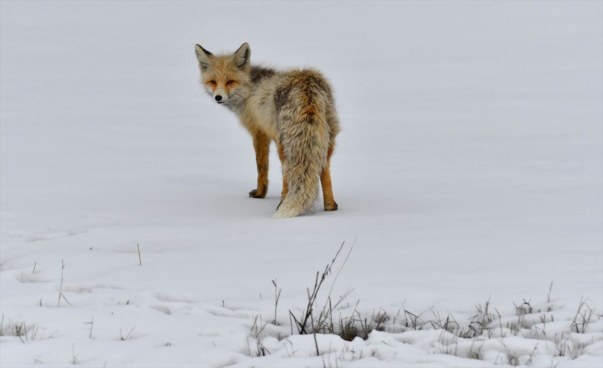 A A 20260329 40955983 40955972 K A R S T A K A R L I A R A Z I D E A V L A N M A Y A C I K A N Y A B A N H A Y V A N L A R I G O R U N T U L E N D I