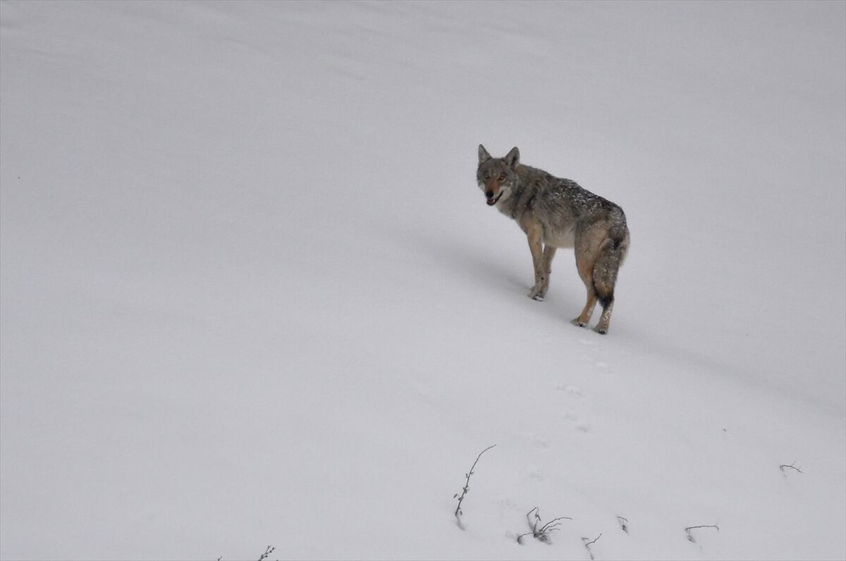 A A 20260329 40955983 40955973 K A R S T A K A R L I A R A Z I D E A V L A N M A Y A C I K A N Y A B A N H A Y V A N L A R I G O R U N T U L E N D I