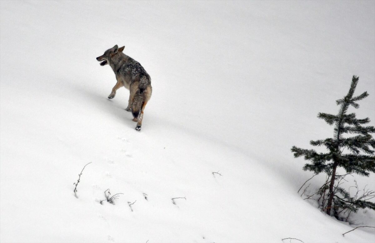 A A 20260329 40955983 40955974 K A R S T A K A R L I A R A Z I D E A V L A N M A Y A C I K A N Y A B A N H A Y V A N L A R I G O R U N T U L E N D I