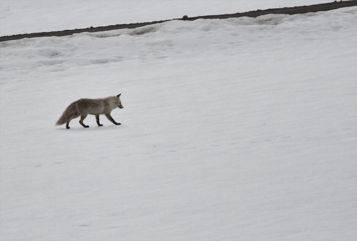 A A 20260329 40955983 40955975 K A R S T A K A R L I A R A Z I D E A V L A N M A Y A C I K A N Y A B A N H A Y V A N L A R I G O R U N T U L E N D I