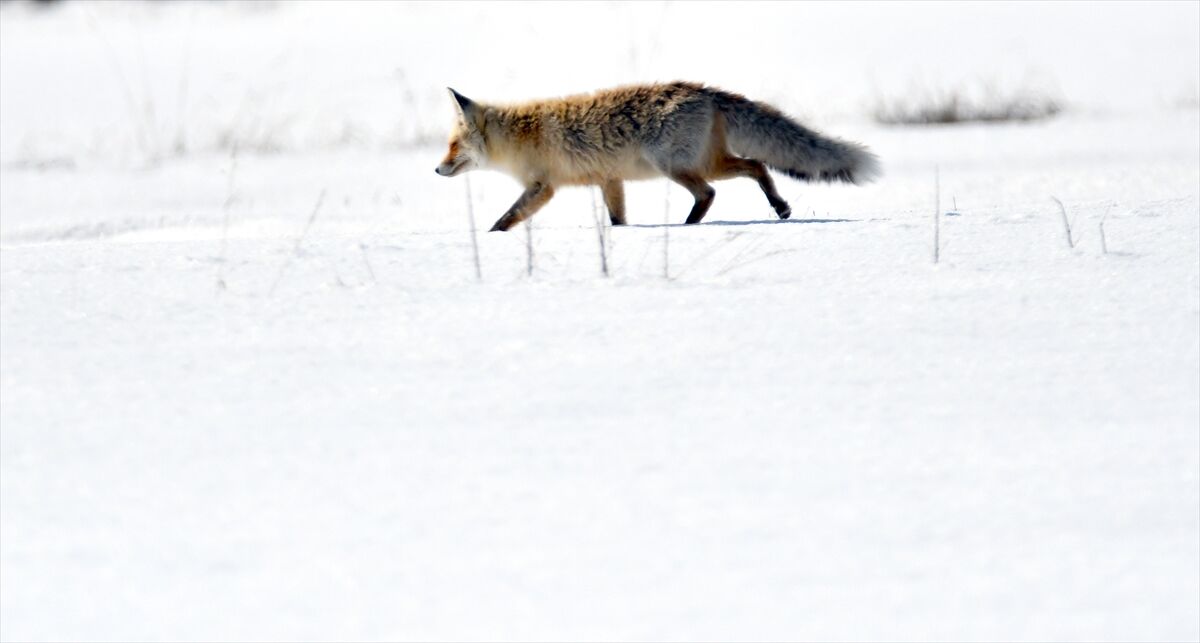 A A 20260329 40955983 40955976 K A R S T A K A R L I A R A Z I D E A V L A N M A Y A C I K A N Y A B A N H A Y V A N L A R I G O R U N T U L E N D I