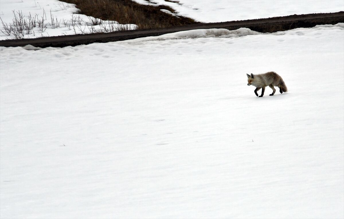 A A 20260329 40955983 40955977 K A R S T A K A R L I A R A Z I D E A V L A N M A Y A C I K A N Y A B A N H A Y V A N L A R I G O R U N T U L E N D I