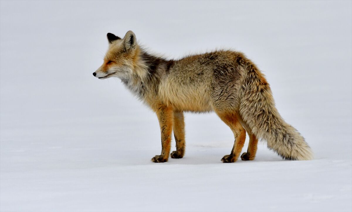 A A 20260329 40955983 40955978 K A R S T A K A R L I A R A Z I D E A V L A N M A Y A C I K A N Y A B A N H A Y V A N L A R I G O R U N T U L E N D I