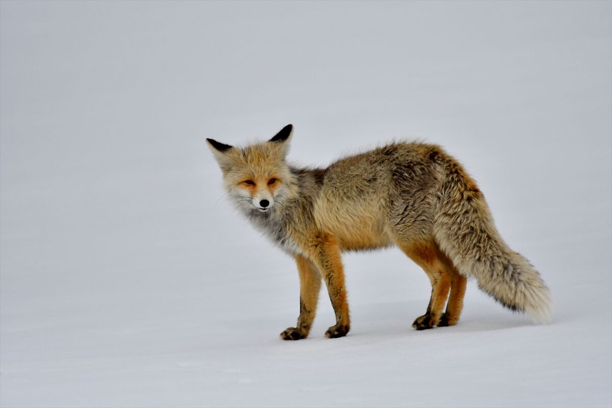 A A 20260329 40955983 40955979 K A R S T A K A R L I A R A Z I D E A V L A N M A Y A C I K A N Y A B A N H A Y V A N L A R I G O R U N T U L E N D I