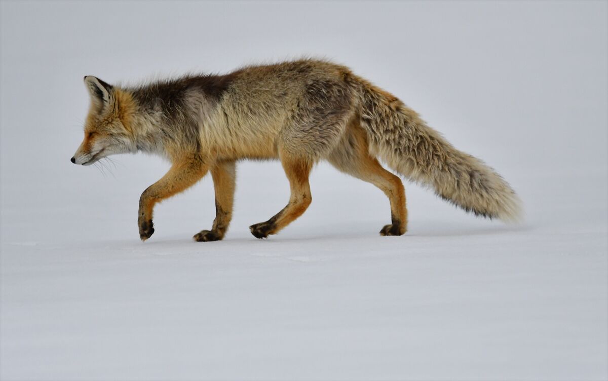 A A 20260329 40955983 40955980 K A R S T A K A R L I A R A Z I D E A V L A N M A Y A C I K A N Y A B A N H A Y V A N L A R I G O R U N T U L E N D I