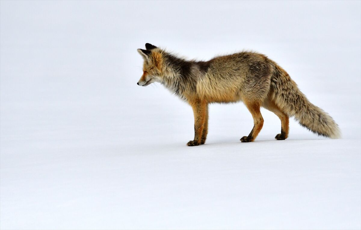 A A 20260329 40955983 40955981 K A R S T A K A R L I A R A Z I D E A V L A N M A Y A C I K A N Y A B A N H A Y V A N L A R I G O R U N T U L E N D I